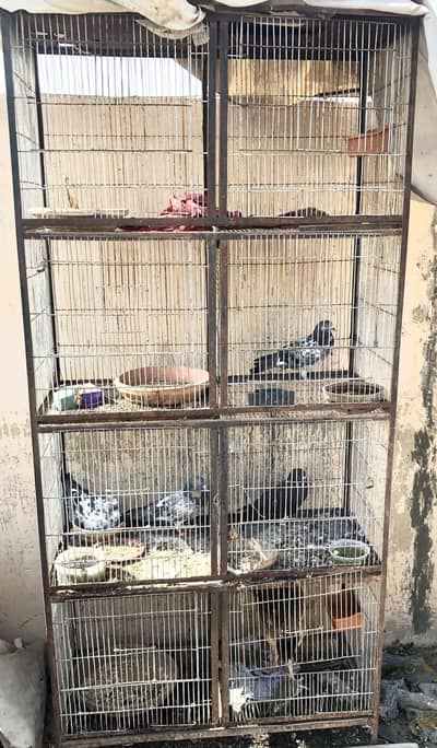 8 portion big size cage for hens,piegon,birds