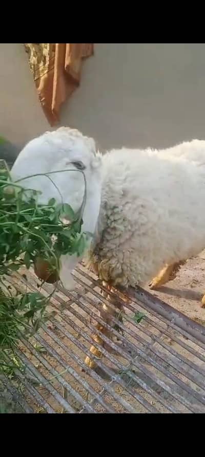 chatra bakra Goat .  . . 033'///168///65//441