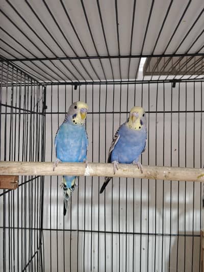 budgies Parrots