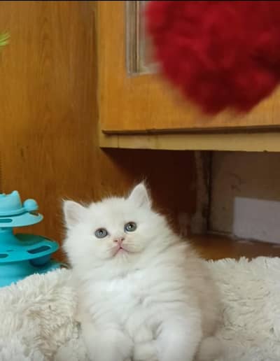persian triple coat /male and female kitten