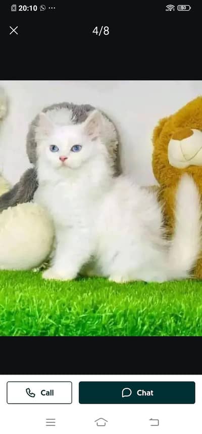 Persian cat for sale male or femalemy WhatsApp number331=4372=136
