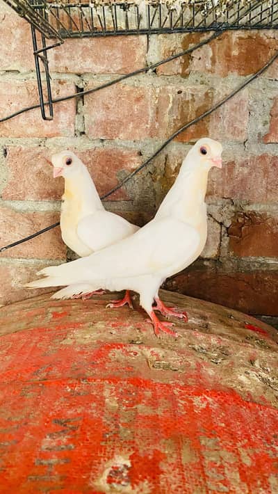 White Budapest pair and 1 extra male