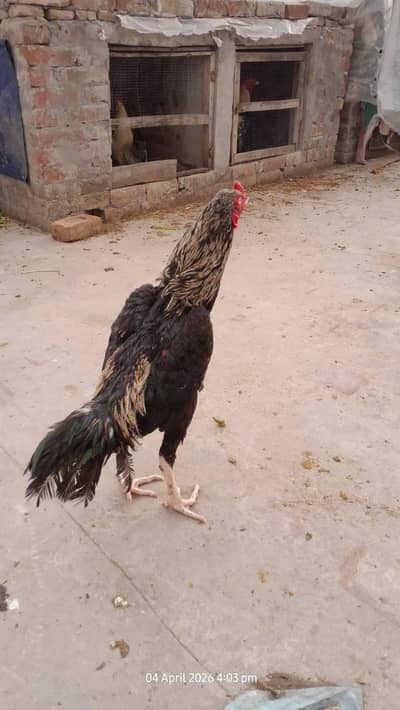 aseel muraga or pkoie murgi