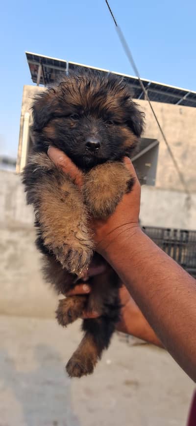 German Shepherd | Black n tan German Shepherd | gsd dog / puppy
