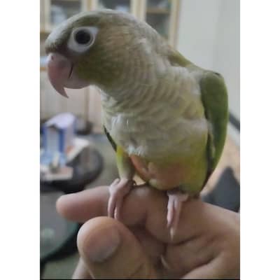 pineapple conure chick hand tame and fly tame
