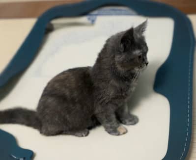 British Shorthair Female – Grey Tortoiseshell
