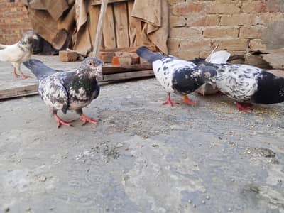 breeder pigeons