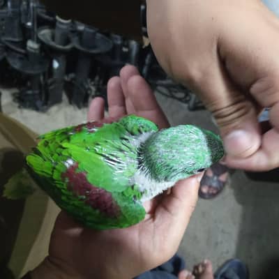 kashmiri parrots