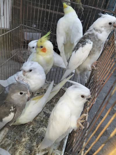 Cocktail Pathy birds Available