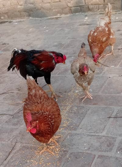  Desi Hens for Sale – Farm Fresh & Healthy! 
