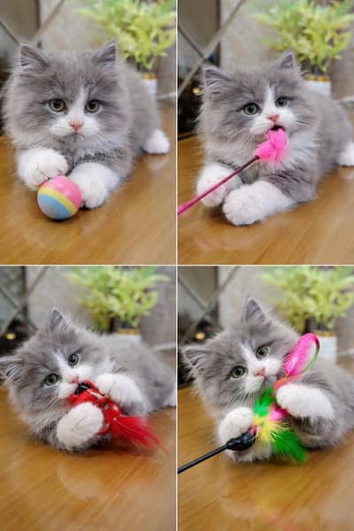 Persian Kittens Available for Sale – Healthy & Active