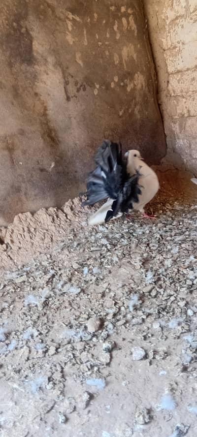 Black tail male breader