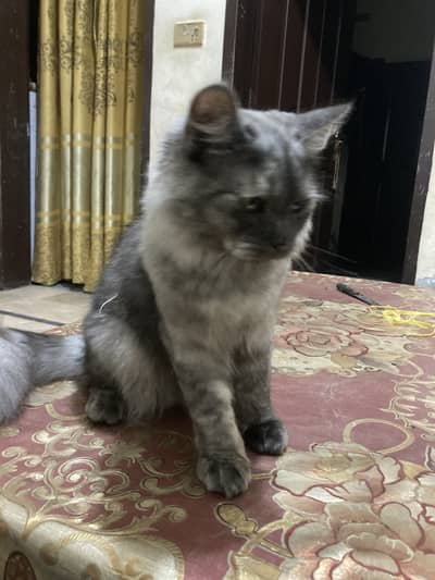 Persian Mix Cat for Sale – Fluffy Grey Healthy Kitten