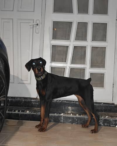 Pure pedigreed doberman female 9 months