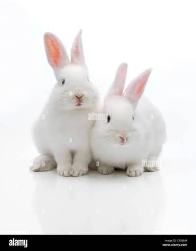 white rabbits
