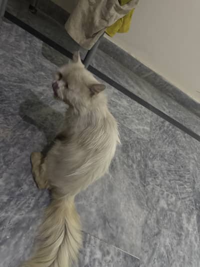Persian cat for sale