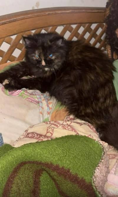 Russian big size female cat