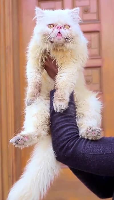 pikki studd male available. not for sale