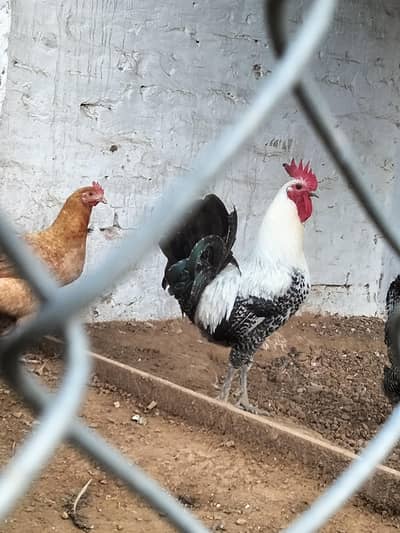 fayoumi breed age 11 months