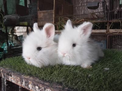 taddy bear drawf bunnys Angora breeder pair lops bunnys top quality