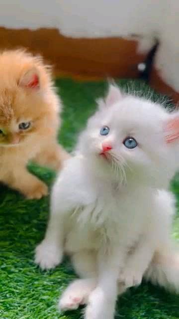 Persian kitten for urgent sale my WhatsApp number 032869729ten