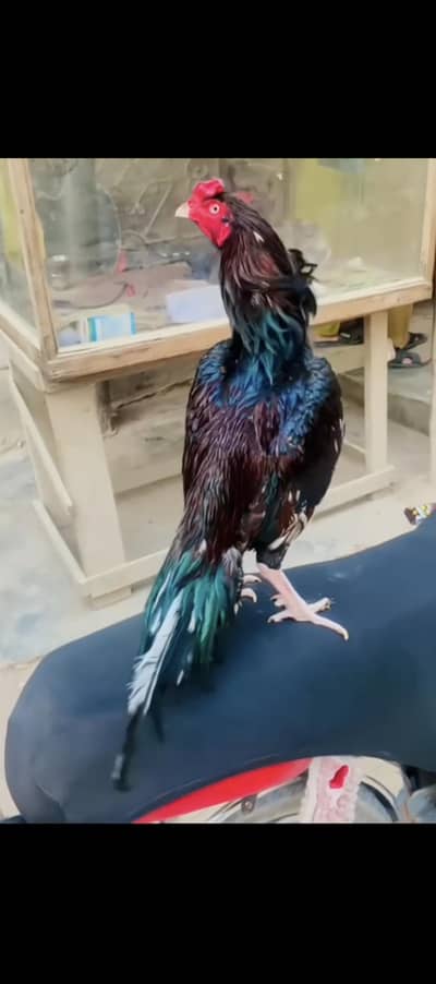 aseel mianwali rampuri cross