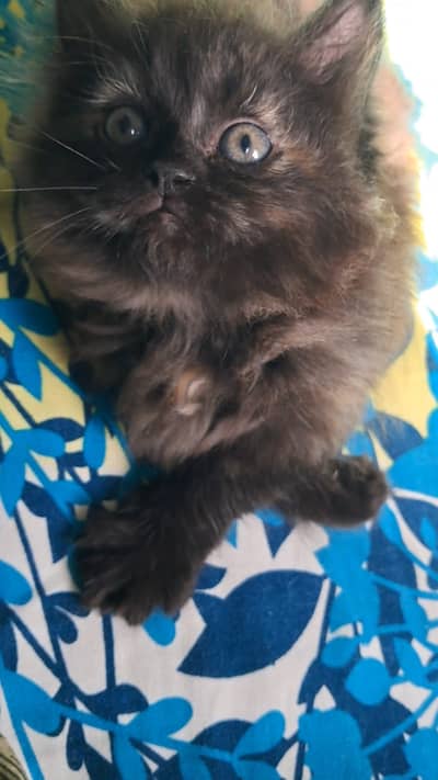 0321 2114500 contact WhatsApp