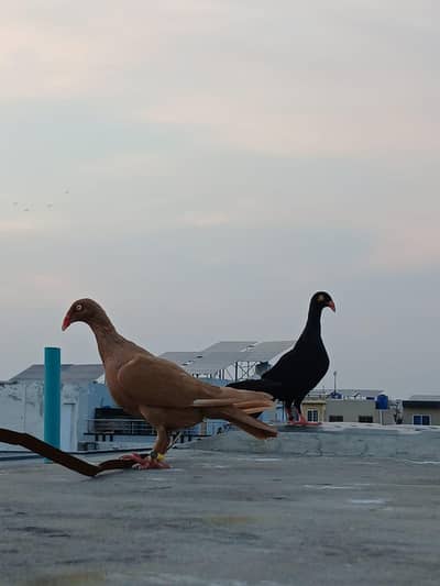 Danish ready to breed females