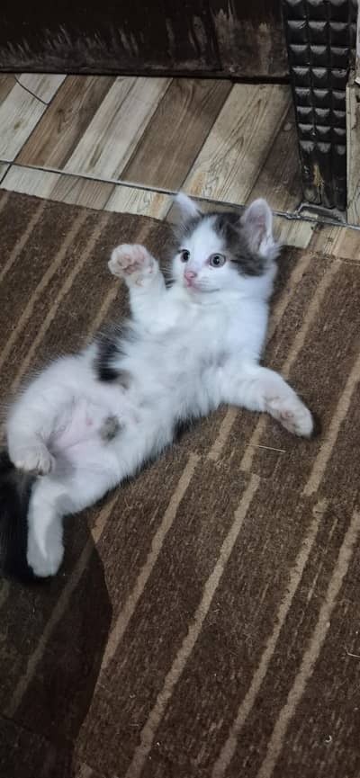 pure persian kittnes