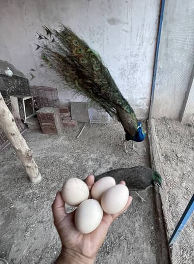 Peacock Firtle Fresh Eggs
