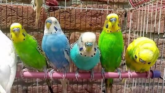 please barging mat kre price please hay home breed han