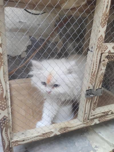 Russian Cat For Sale