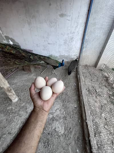 Peacock Firtle Eggs Availble