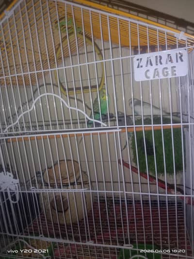 2 pairs of Budgerigar with cage