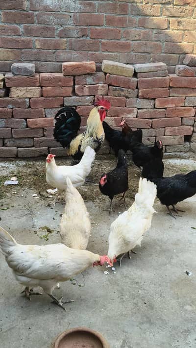 Desi 1 male 9 female