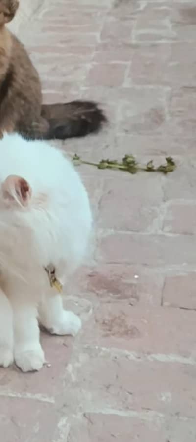 Persion cat fully trained