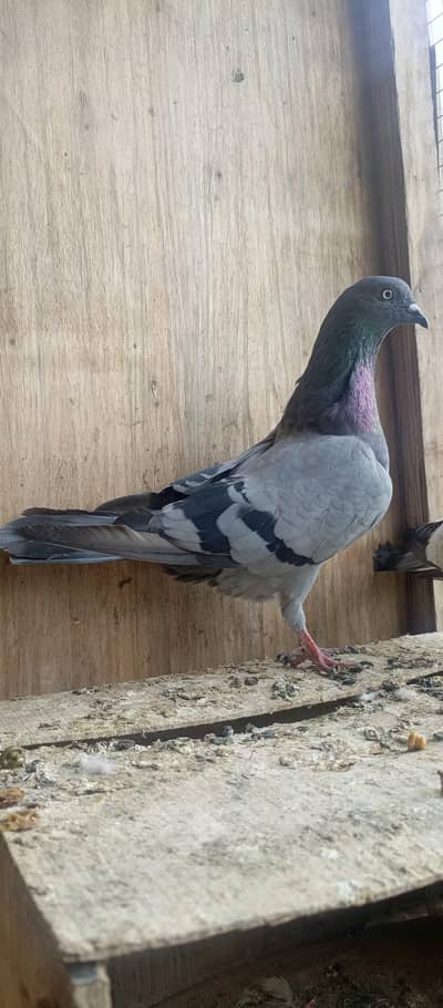 Shahjanpuri pair High flyer pigeon