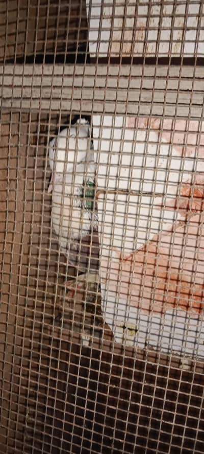 laka kay pair 8 hn wthe penjra