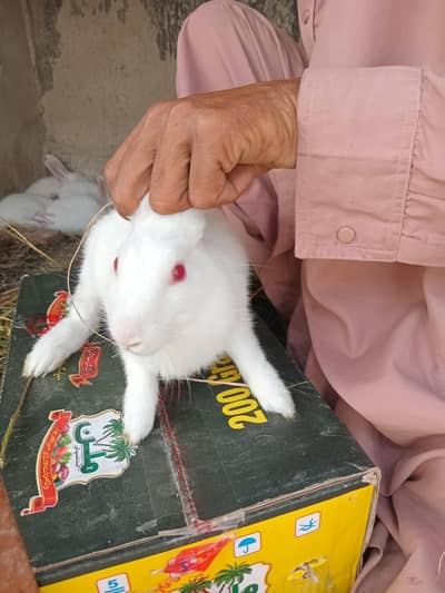 White Rabbits for sale