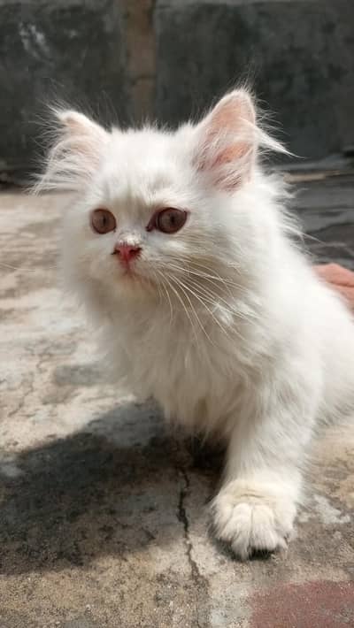 Persian Kitten punch face extreme long coat