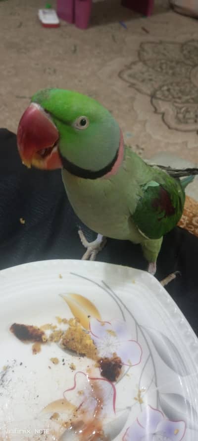 Raw Talking Male Parrot. . .