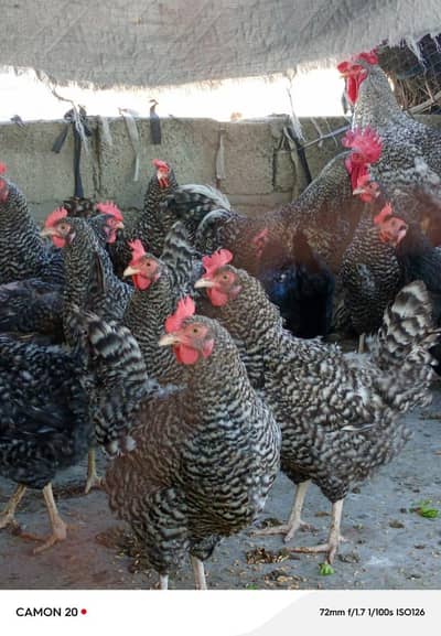 Plymouth rock hens