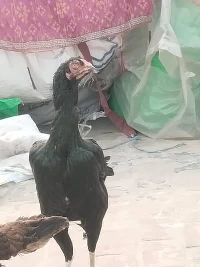 Aseel Pair and Chicks