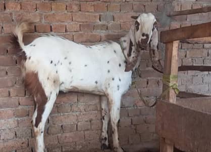 Shandar breader khera bakra for sale
