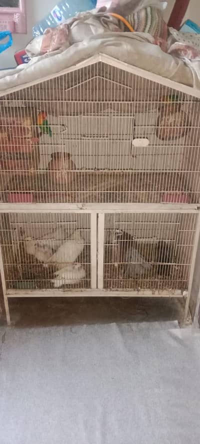 laka kabotr pair 8 love bard pair or 3 bachy