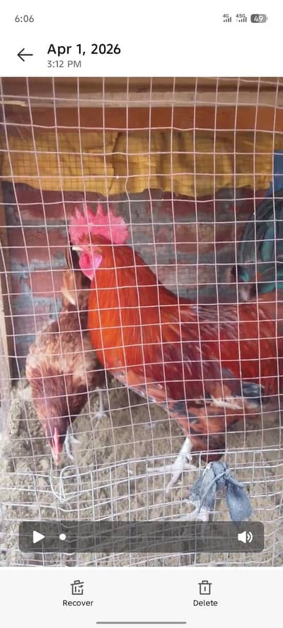 pair dasi murgi murga  murg iAndy dyti hai