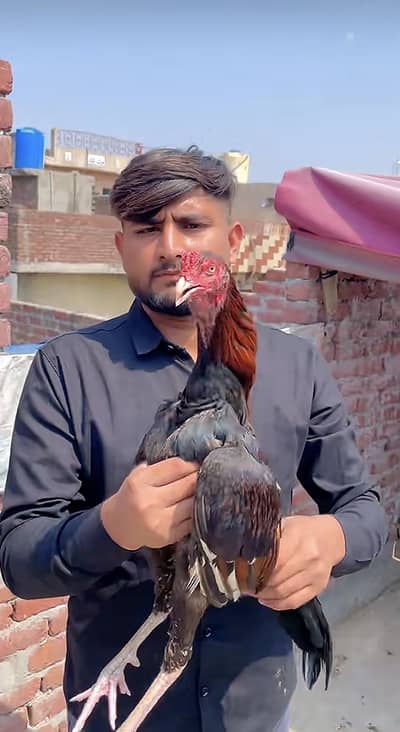 Aseel mianwali lakha Jora madi ready or egg