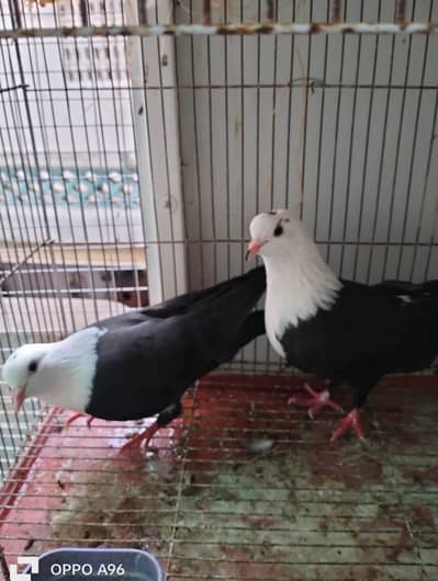 Black karbalai , shabz karbalai