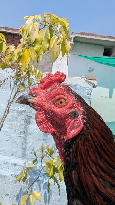 Pakoye Burmi Patakha Patha For Sale