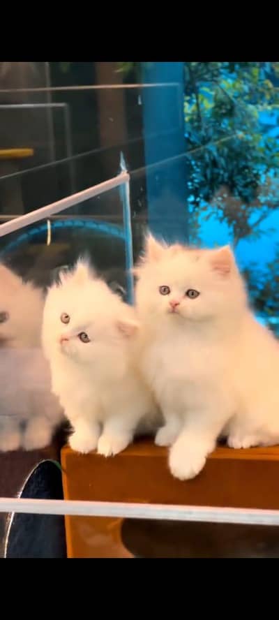 Persian cat's vaccinated triple coted healthy active/ 0331/6360929/